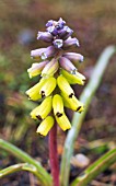 MUSCARI MACROCARPUM GOLDEN FRAGRANCE