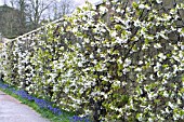 PRUNUS AVIUM VEGA, STELLA (AGM) & SUNBURST