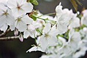 PRUNUS THE BRIDE