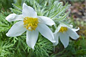 PULSATILLA VULGARIS ALBA