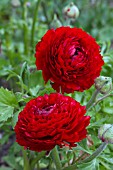 RANUNCULUS ASIATICUS BLOOMINGDALE RED F1