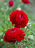 RANUNCULUS ASIATICUS BLOOMINGDALE RED F1