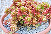 SEDUM RUBROTINCTUM