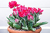 TULIPA ETERNAL FLAME