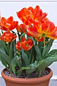 TULIPA MONTE ORANGE