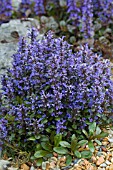 AJUGA REPTANS VALFREDDA (CHOCOLATE CHIP)