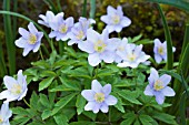 ANEMONE NEMOROSA ROBINSONIANA