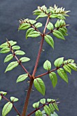 ARALIA ECHINOCAULIS