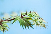 ARALIA ECHINOCAULIS