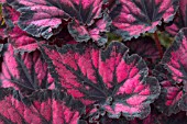 BEGONIA REX RAZZMATAZZ