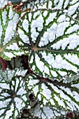 BEGONIA REX SILVER KING