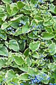 BRUNNERA MACROPHYLLA HADSPEN CREAM