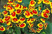 CALCEOLARIA SUNSET SERIES