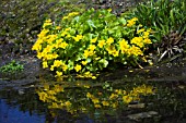 CALTHA PALUSTRIS