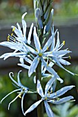 CAMASSIA CUSUCKII