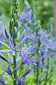 CAMASSIA LEICHTLINII CAERULEA