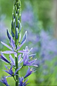 CAMASSIA LEICHTLINII CAERULEA