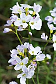 CARDAMINE PRATENSIS