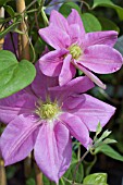 CLEMATIS HAMAGURUMA