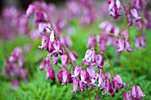 DICENTRA FORMOSA