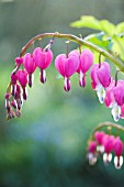 DICENTRA SPECTABILIS