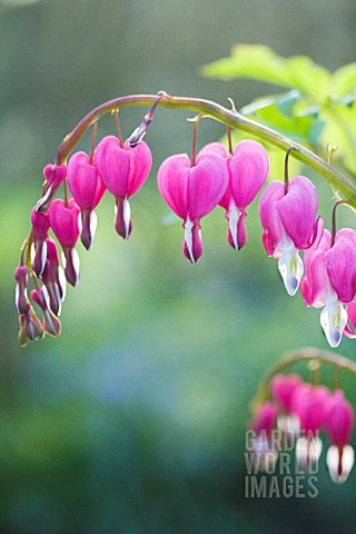 DICENTRA_SPECTABILIS