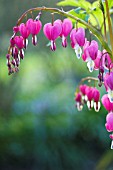 DICENTRA SPECTABILIS