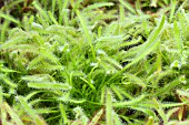 DROSERA CAPENSIS (GREEN FORM)