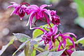 EPIMEDIUM GRANDIFLORUM RED BEAUTY