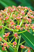 EUPHORBIA MELLIFERA