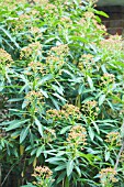 EUPHORBIA MELLIFERA