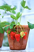 FRAGARIA VESCA CHRISTINE