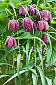 FRITILLARIA MELEAGRIS