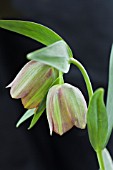 FRITILLARIA PONTICA, HARDY BULB, DIAGNOSTIC INNER PETAL BAND JUST VISIBLE, APRIL