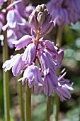 HYACINTHOIDES HISPANICA ROSEA