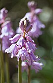 HYACINTHOIDES HISPANICA ROSEA