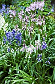 HYACINTHOIDES HISPANICA