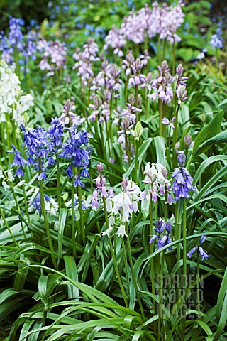 HYACINTHOIDES_HISPANICA