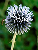 ECHINOPS RITRO (DAY 3)