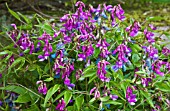 LATHYRUS VERNUS