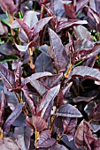 LYSIMACHIA CILIATA FIRECRACKER