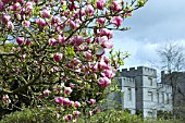 MAGNOLIA X SOULANGEANA RUSTICA RUBRA