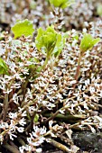 PACHYSANDRA PROCUMBENS