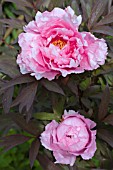 PAEONIA SHIMANE SEDAI