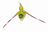 PHRAGMIPEDIUM LONGIFOLIUM