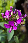 POLYGALA MYRTIFOLIA