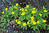 ANEMONE RANUNCULOIDES