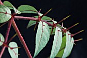 ARALIA ECHINOCAULIS