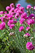 ARMERIA MARITIMA DUSSELDORFER STOLZ