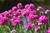 ARMERIA MARITIMA DUSSELDORFER STOLZ